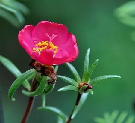 太阳花如何种植方法
