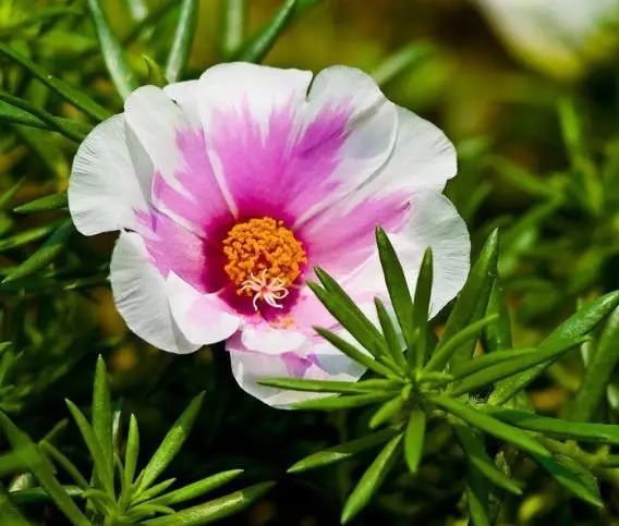 太阳花如何种植方法