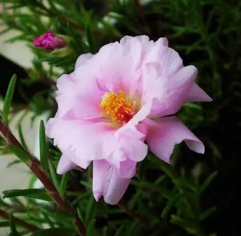 太阳花如何种植方法