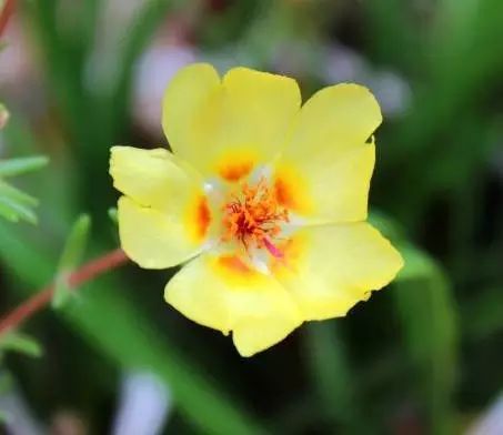 太阳花如何种植方法