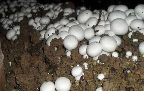 慌山野生蘑菇种植技术