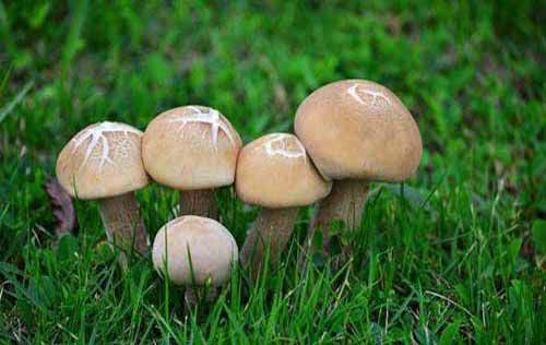 慌山野生蘑菇种植技术