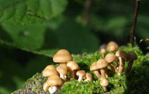 慌山野生蘑菇种植技术