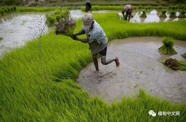 Rice prices in myanmar
