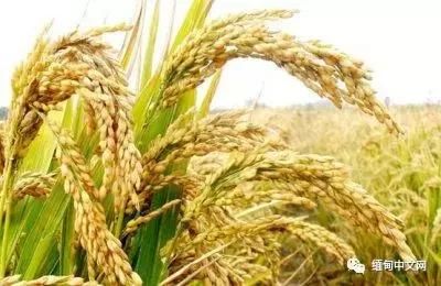 Rice prices in myanmar
