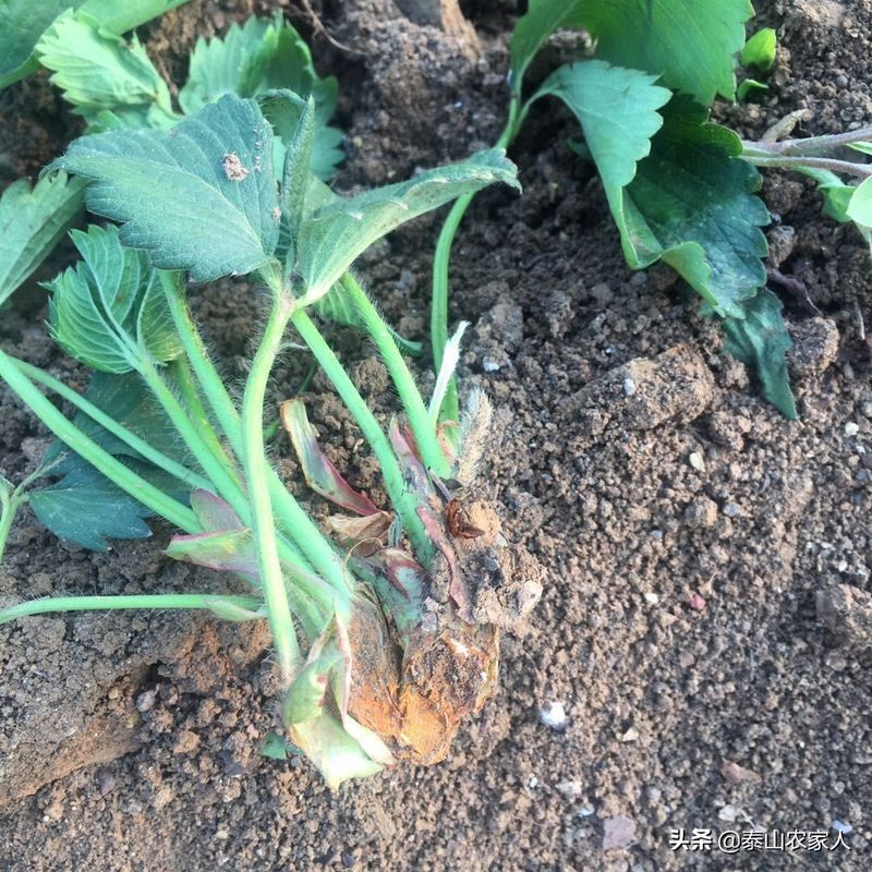 大棚草莓种植技术