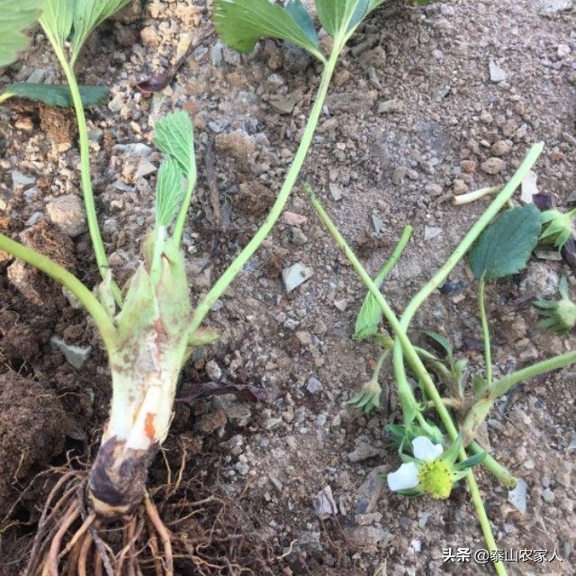 大棚草莓种植技术
