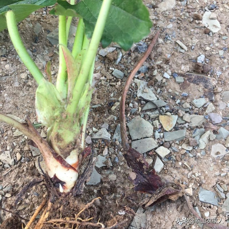 大棚草莓种植技术