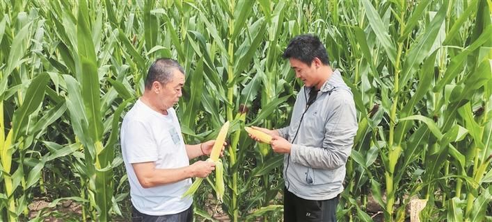 库尔勒香梨的种植技术