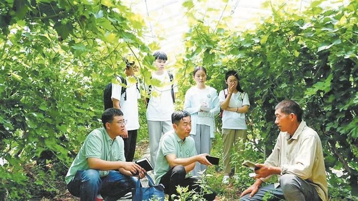 库尔勒香梨的种植技术