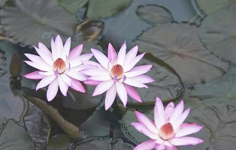 睡莲种植方法图解
