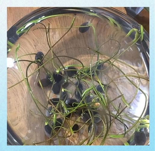 睡莲种植方法图解