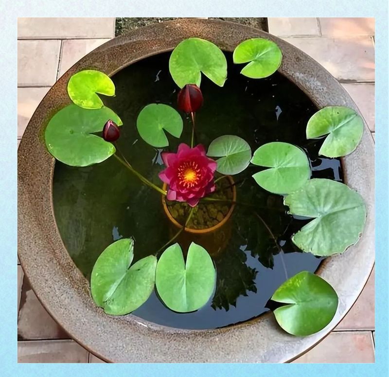 睡莲种植方法图解