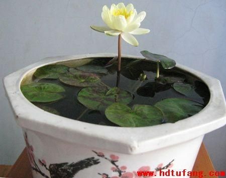 睡莲种植方法图解