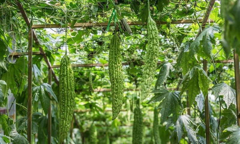 台湾白玉苦瓜种植技术