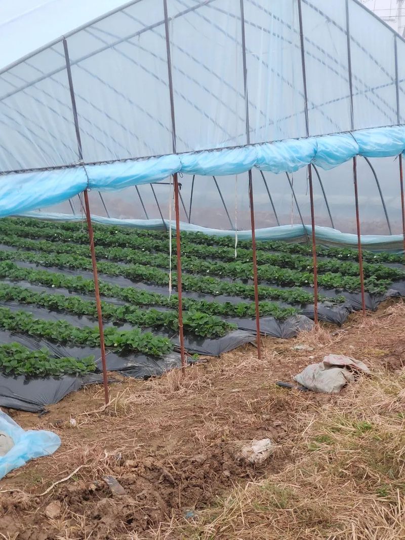 大棚草莓种植技术