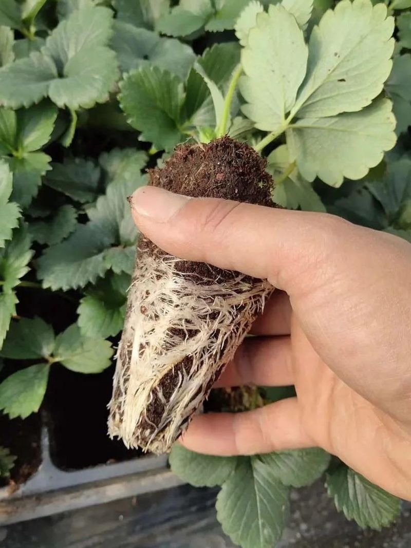 大棚草莓种植技术