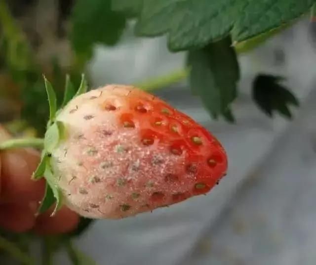 大棚草莓种植技术