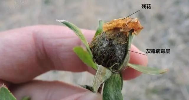 大棚草莓种植技术