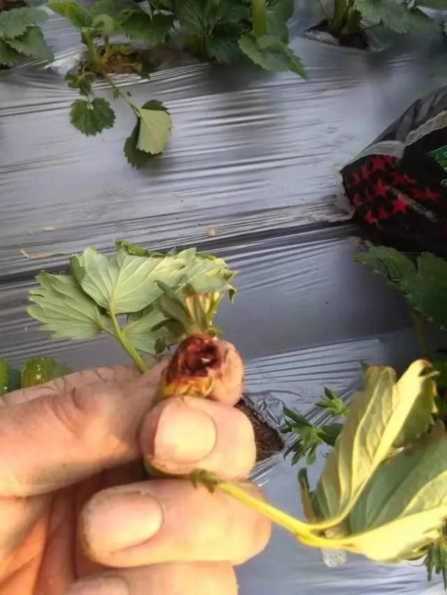 大棚草莓种植技术