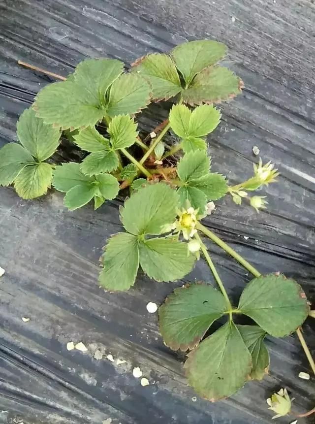 大棚草莓种植技术