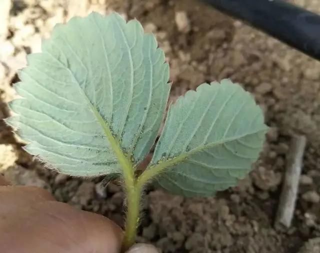 大棚草莓种植技术
