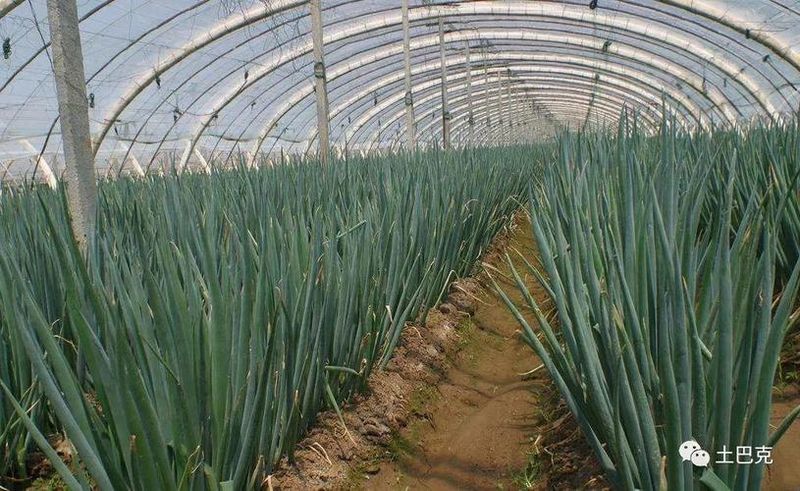 春播大葱种植技术视频