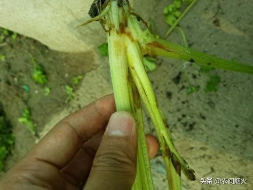 大棚蔬菜种植技术芹菜
