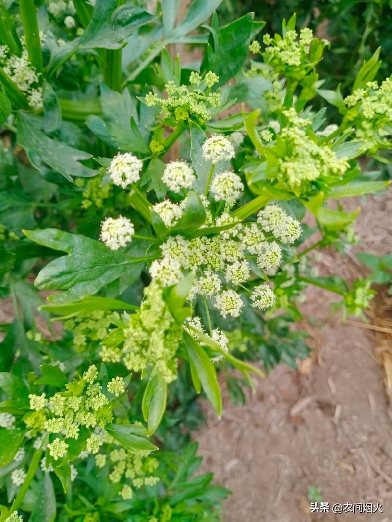 大棚蔬菜种植技术芹菜