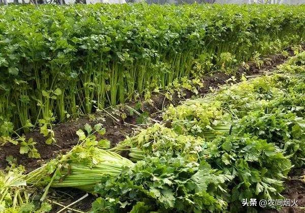大棚蔬菜种植技术芹菜