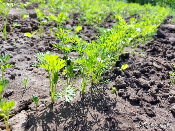大棚蔬菜种植技术芹菜