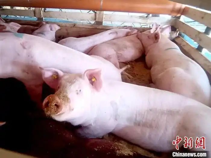 双汇五花肉价格