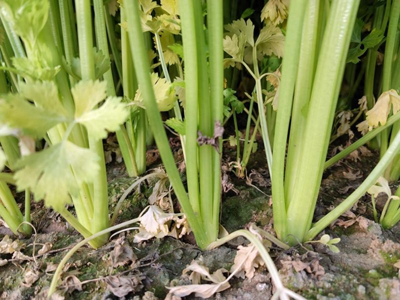 大棚蔬菜种植技术芹菜