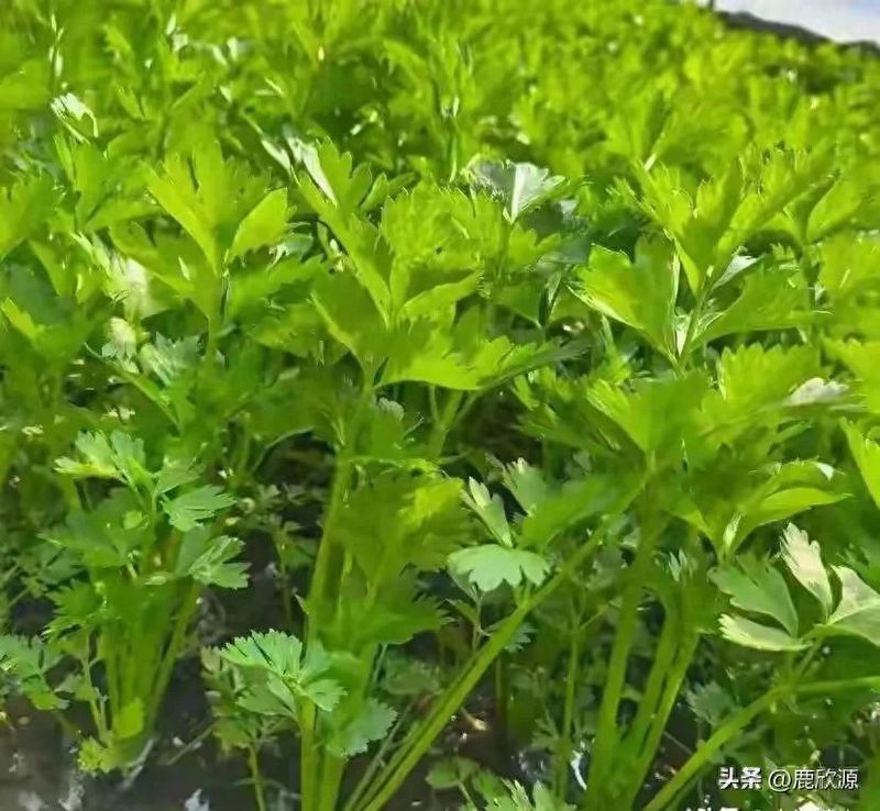 大棚蔬菜种植技术芹菜