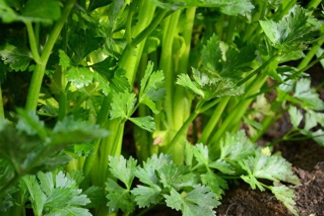 大棚蔬菜种植技术芹菜
