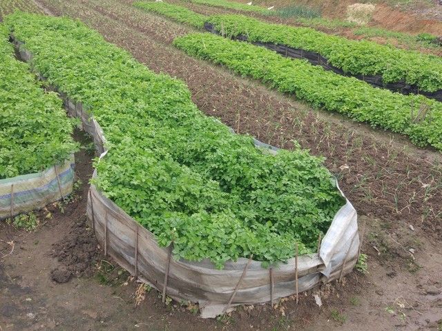 大棚蔬菜种植技术芹菜