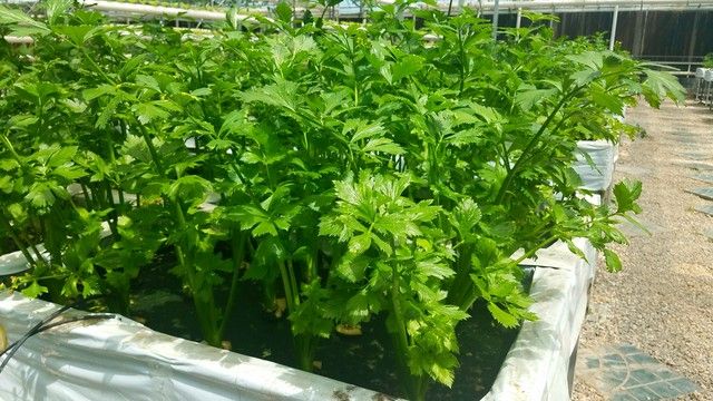 大棚蔬菜种植技术芹菜