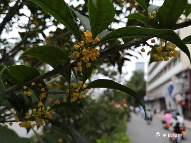 The growth habits and characteristics of cinnamon trees