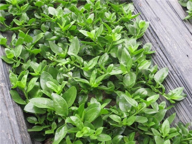 田七盆栽的种植方法