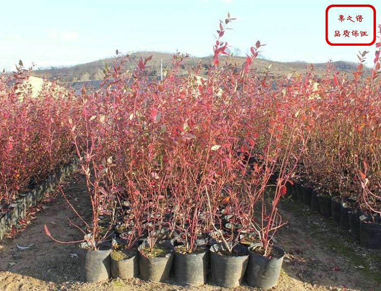 黑龙江蓝莓种植技术