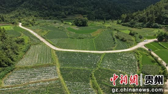 辣椒的种植技术和管理