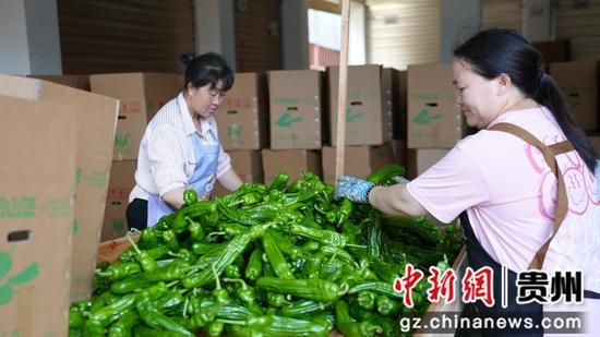 辣椒的种植技术和管理