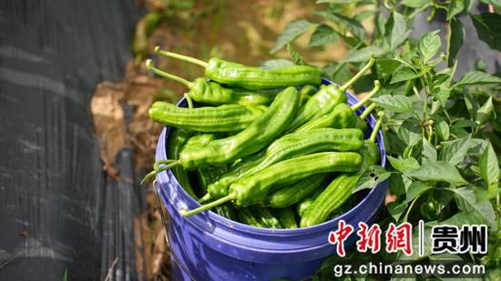 辣椒的种植技术和管理