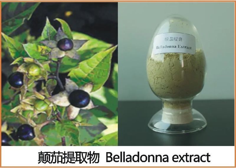颠茄片的功效与作用机理