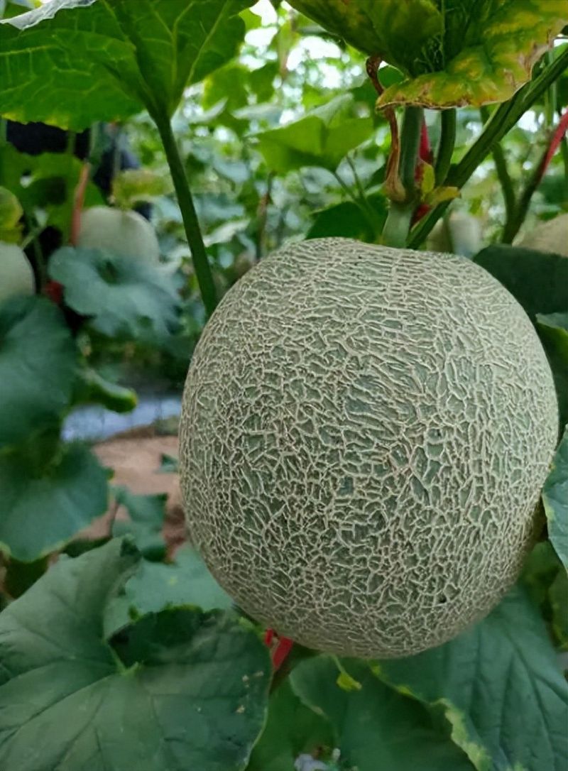 哈密瓜种植方法