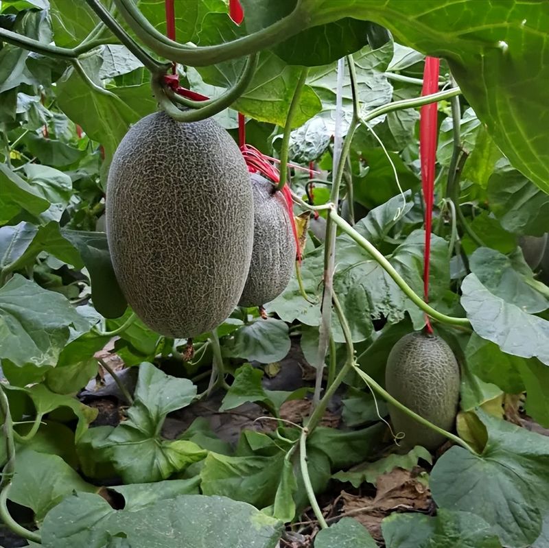 哈密瓜种植方法