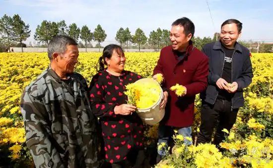 金丝皇菊种植技术
