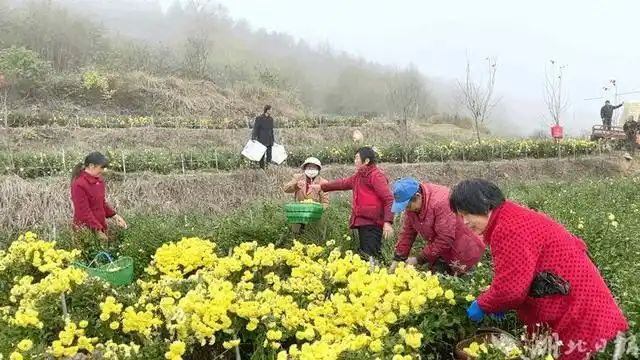 金丝皇菊种植技术