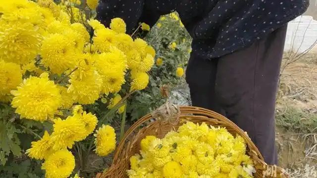 金丝皇菊种植技术