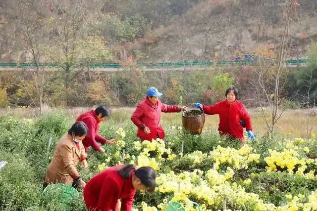 金丝皇菊种植技术